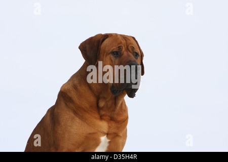 Tosa Inu / japanischer Mastiff adult Porträt Hund Stockfoto