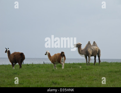 Zwei Lamas und ein Kamel auf einer Wiese mit Blick auf das Meer im Hintergrund Stockfoto