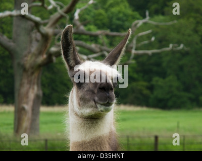 Kopf von einem Lama, Lama, auf die Kamera zu suchen, Bäume im Hintergrund Stockfoto