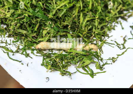 Ältere Seide Wurm frisst sich durch Shreaded Maulbeere Blätter Seide Bauernhof außerhalb Kompong Thom, Kambodscha. Stockfoto