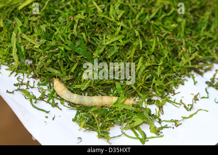 Ältere Seide Wurm frisst sich durch Shreaded Maulbeere Blätter Seide Bauernhof außerhalb Kompong Thom, Kambodscha. Stockfoto