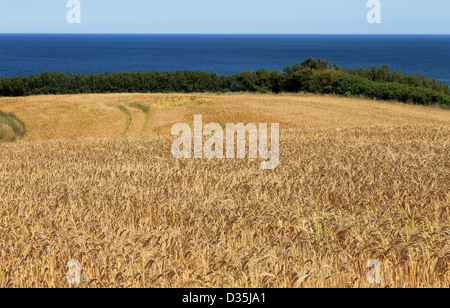 Malerische Aussicht auf goldene Kornfeld in Landschaft mit Meer im Hintergrund. Stockfoto