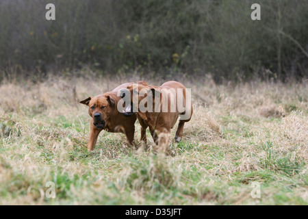 Tosa Inu / japanischer Mastiff zwei Erwachsene laufen auf einer Wiese Hund Stockfoto