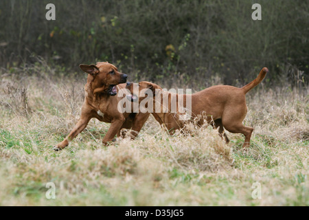 Tosa Inu / japanischer Mastiff zwei Erwachsene im Wiese laufen Hund Stockfoto