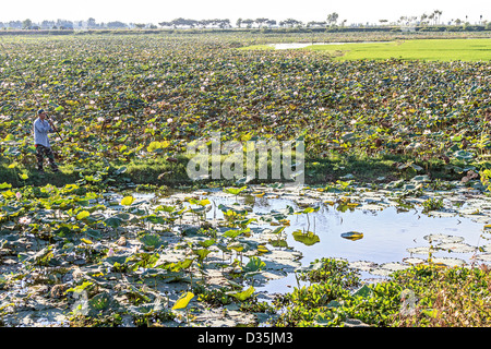 Mann-Fische in einem Seerose-Feld in der Nähe von Siem Reap, Kambodscha. Stockfoto