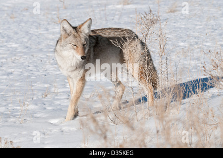 Stock Foto von einem Kojoten in einem schneebedeckten Feld. Stockfoto