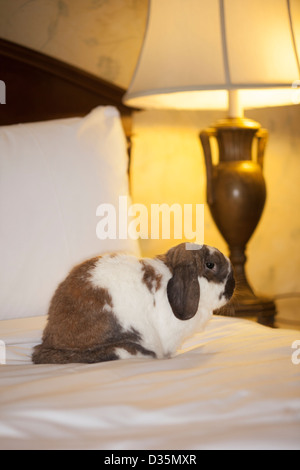 Holland-Loptier Zwergkaninchen sitzt auf dem Bett in einem Hotelzimmer