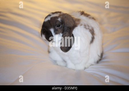 Holland lop Hauskaninchen sitzt auf dem Bett in einem Hotelzimmer Stockfoto