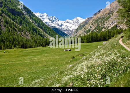 Wanderweg in Valnontey Gran Paradiso Nationalpark zwischen Piemont und Aosta-Tal, Graian Alpen, Italien Stockfoto