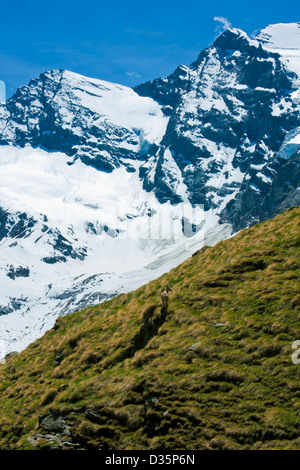 Damhirsch im Gran Paradiso Nationalpark, Graian Alpen, Italien Stockfoto