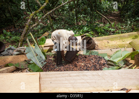 Kongo, 27. September 2012: Kakaobohne Landwirt seine Bohnen im Wald zu sortieren. Stockfoto