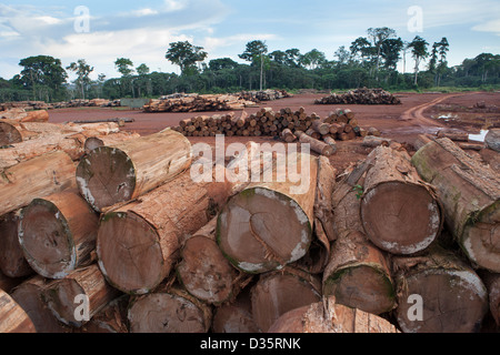 Kongo, 27. September 2012: Baumstämme in einer Protokollierung Konzession Holzlagerplatz erwartet schneiden vor dem Versand aus dem Land für den Export. Stockfoto