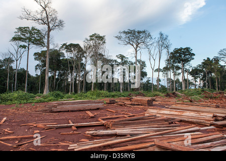 Kongo, 27. September 2012: Off-Cuts in einer Protokollierung Konzession Holzlagerplatz. Stockfoto
