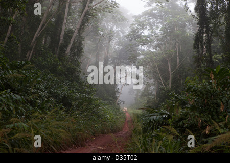 Kongo, 29. September 2012: am frühen Morgen Nebel über den Wald. Stockfoto
