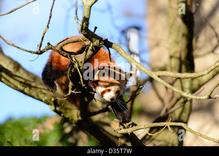 Roter Panda klettern im Baum Stockfoto