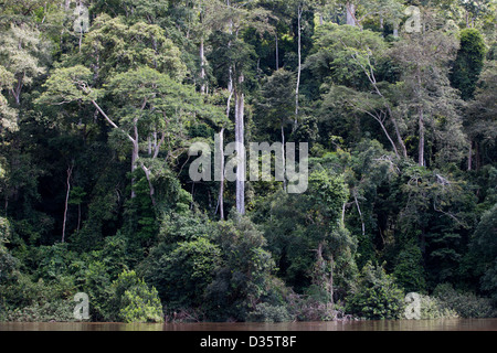 Kongo, 29. September 2012: eine Bi-nationale Gruppe von Ecoguards aus Kamerun und Gabun patrouillieren die Messok Dja-Nationalpark, auf der Suche nach Wilderern. Stockfoto