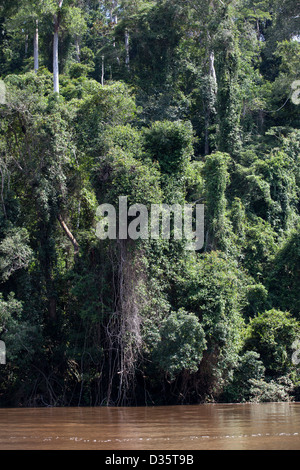 Kongo, 29. September 2012: eine Bi-nationale Gruppe von Ecoguards aus Kamerun und Gabun patrouillieren die Messok Dja-Nationalpark, auf der Suche nach Wilderern. Stockfoto