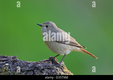 Gemeinsamen Gartenrotschwänze Gartenrotschwanz Phoenicurus phoen Stockfoto