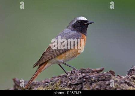 Gemeinsamen Gartenrotschwänze Gartenrotschwanz Stockfoto