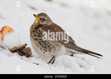 Wacholderdrossel Turdus Pilaris Wacholderdrossel drossel Stockfoto