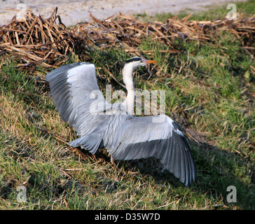 Europäische Graureiher (Ardea Cinerea) Landung Stockfoto