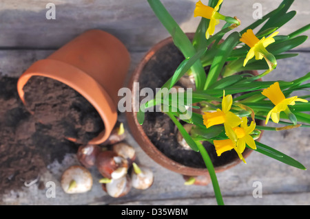 Narzissen und Tulpen Zwiebeln in einem Topf umgestürzt auf Holzbrett Stockfoto