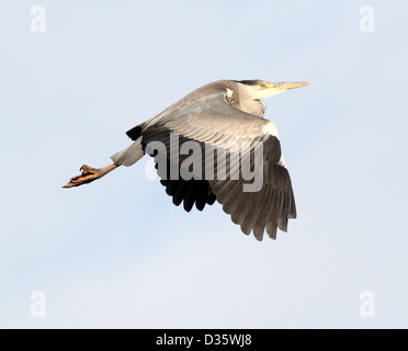 Detaillierte Erfassung von einem europäischen Graureiher (Ardea Cinerea) im Flug Stockfoto