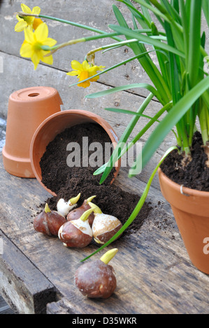 Narzissen und Tulpen Zwiebeln in einem Topf umgestürzt auf Holzbrett Stockfoto