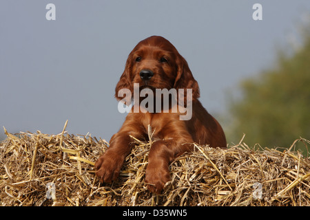 Irish Red Setter Hund / Red Setter Welpe liegend auf dem Stroh Stockfoto