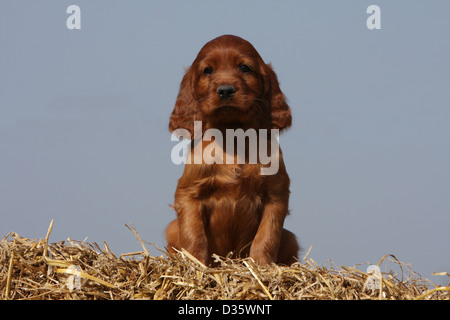 Irish Red Setter Hund / Red Setter Welpen sitzen auf dem Stroh Stockfoto