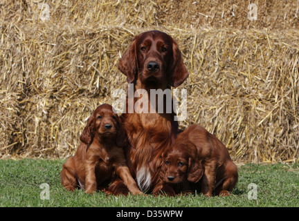 Irish Red Setter Hund / Red Setter Erwachsenen- und zwei Welpen in einem Feld Stockfoto