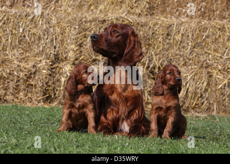 Irish Red Setter Hund / Red Setter Erwachsenen- und zwei Welpen in einem Feld Stockfoto