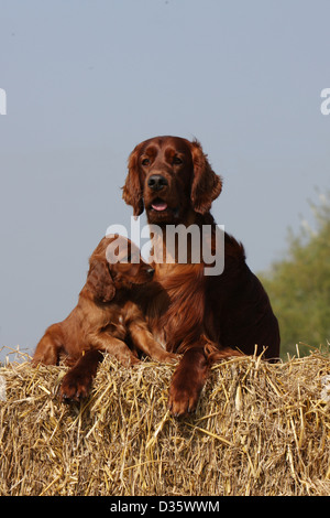 Irish Red Setter Hund / Red Setter Erwachsene und Welpen liegen auf dem Stroh Stockfoto