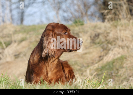 Irish Red Setter Hund / Red Setter Erwachsenen in einer Wiese liegen Stockfoto