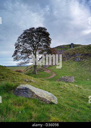 Sycamore Gap oder Robin Hood Baum auf der römischen Stadtmauer unweit zweimal gebraut in Northumberland, England Stockfoto