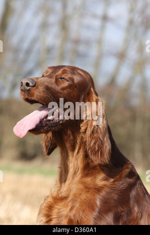 Irish Red Setter Hund / Red Setter Erwachsenen Porträt Stockfoto