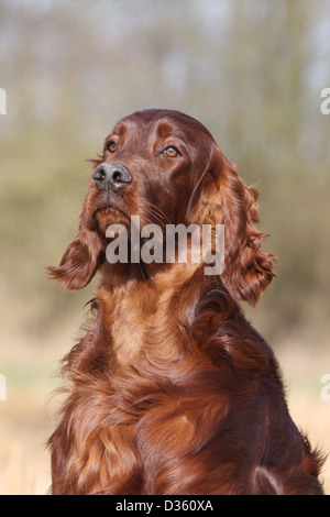 Irish Red Setter Hund / Red Setter Erwachsenen Porträt Stockfoto