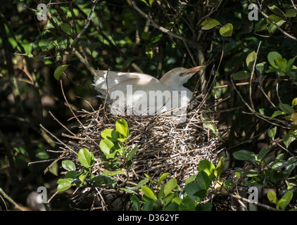 Snowy Silberreiher (Egretta unaufger) in Süd-Florida im Winter auf nest Stockfoto