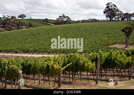 Ein Weinberg unter strahlend blauem Himmel in Sonnenlicht getaucht. Die Reihen der Weinstöcke konvergieren in der Ferne. Stockfoto
