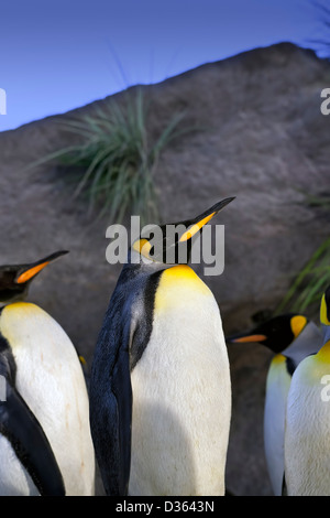 Eine Nahaufnahme von einer Gruppe von Königspinguine (Aptenodytes Patagonicus) Stockfoto