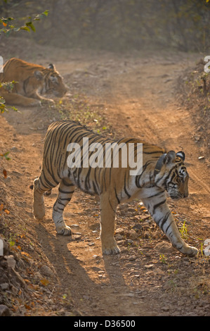 Zwei Tiger auf einem Wald-Ttrack an einem Wintermorgen in Ranthambore Nationalpark, Indien Stockfoto