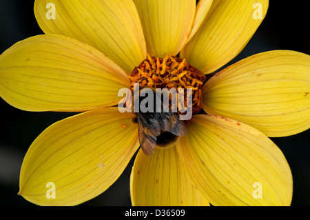 Eine einzelne gelbe Blume mit schwarzem Hintergrund zeigt eine Biene im Zentrum. Stockfoto