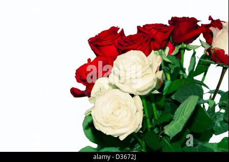 Bräute rote und weiße Rosen Stockfoto