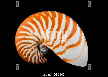 Die Schale eines Nautilus (Nautilus Pompilius) hinterleuchtete vor einem schwarzen Hintergrund. Stockfoto