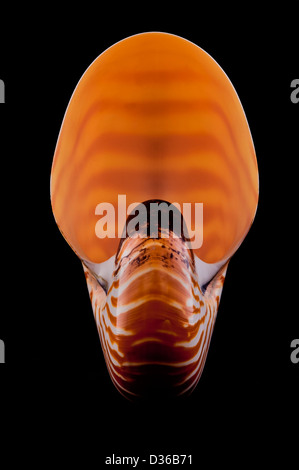 Die Schale eines Nautilus (Nautilus Pompilius) hinterleuchtete vor einem schwarzen Hintergrund. Stockfoto