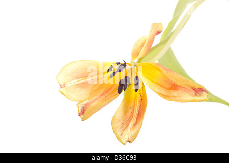 Verblasste Tulpe Stockfoto