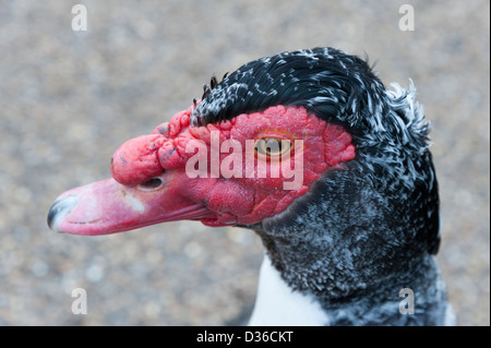 Barbarie-Ente Cairina Moschata Nahaufnahme zeigt Schnabel und Kopf Stockfoto