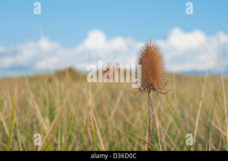 Eine getrocknete wilde Karde (Dipsacus Fullonum) Kopf in eine herbstliche Wiese in Schottland. Manchmal buchstabiert Teazel oder Teazle. Stockfoto