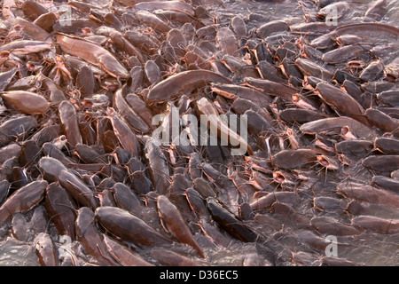 Cluster von Wels Gadi Sagar See Jaisalmer westlichen Rajasthan Indien Stockfoto