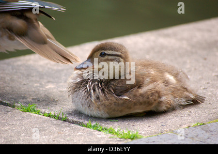 Mandarin Entlein am Ufer des Regents Canal in London, England Stockfoto